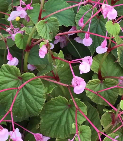Begonia grandis evansiana